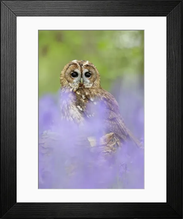 Framed Print : Tawny Owl - in bluebell wood - Bedfordshire - UK 007167 Framed Print : Tawny Owl - in bluebell wood - Bedfordshire - UK 007167