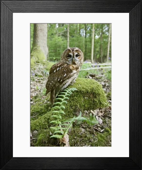 Framed Print : Tawny Owl - on stump in woodland - Bedfordshire - UK 007172 Framed Print : Tawny Owl - on stump in woodland - Bedfordshire - UK 007172