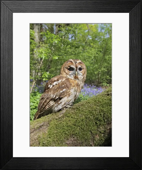 Framed Print : Tawny Owl - in bluebell wood - Bedfordshire - UK 007175 Framed Print : Tawny Owl - in bluebell wood - Bedfordshire - UK 007175