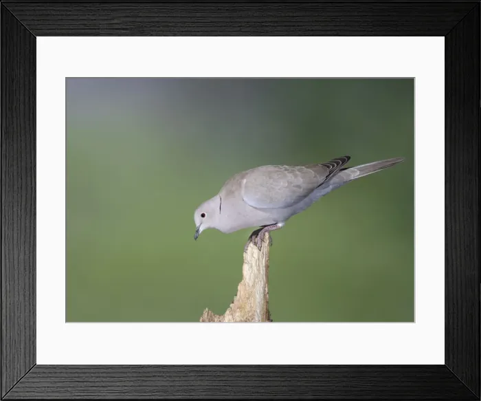 Framed Print : Collared Dove - on broken stump - Bedfordshire - UK 007181 Framed Print : Collared Dove - on broken stump - Bedfordshire - UK 007181