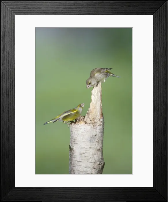 Framed Print : Greenfinch - male and female on stump - Bedfordshire - UK 007183 Framed Print : Greenfinch - male and female on stump - Bedfordshire - UK 007183