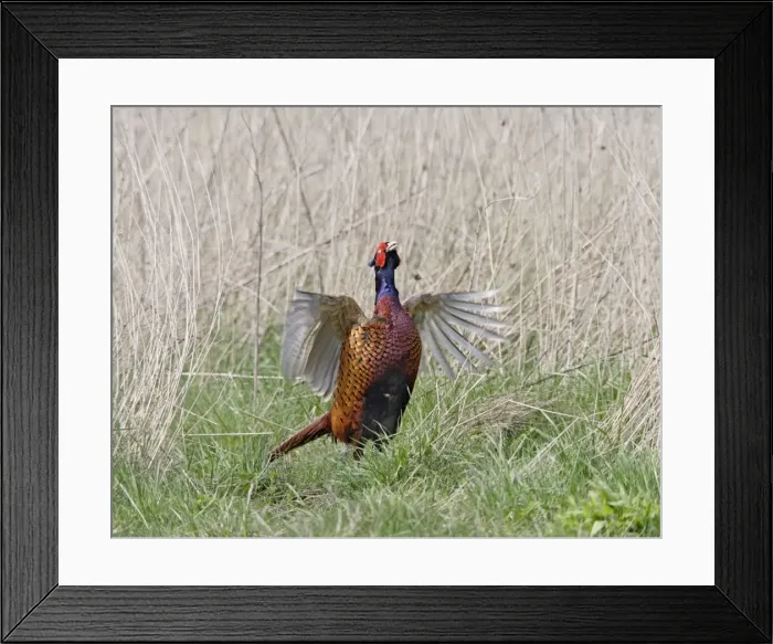 Framed Print : Pheasant - male wing flap displaying - Bedfordshire - UK 007195 Framed Print : Pheasant - male wing flap displaying - Bedfordshire - UK 007195