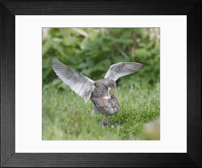 Framed Print : Redshanks - mating - Norfolk - UK 007233 Framed Print : Redshanks - mating - Norfolk - UK 007233