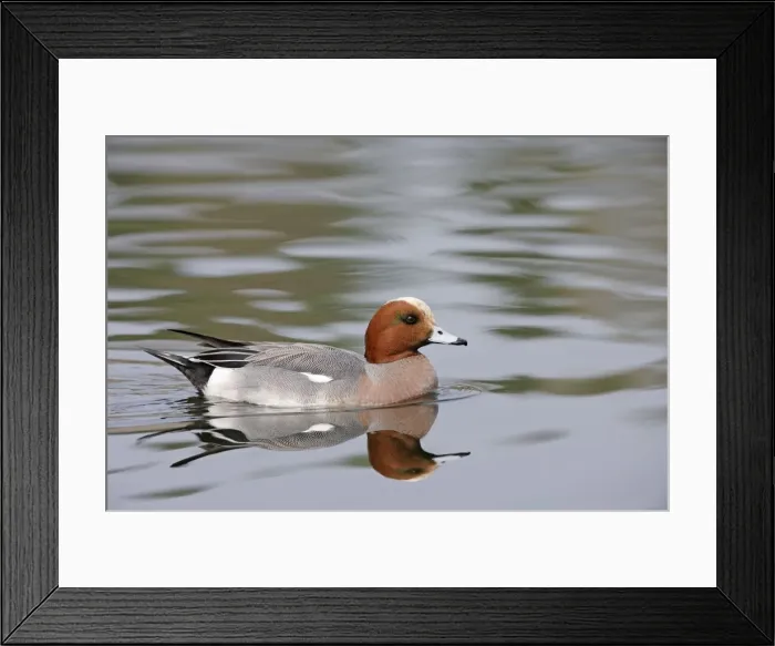 Framed Print : Wigeon - with reflection - Norfolk - UK 007237 Framed Print : Wigeon - with reflection - Norfolk - UK 007237