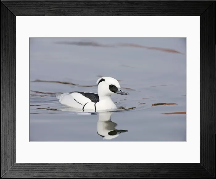 Framed Print : Smew - Norfolk - UK 007239 Framed Print : Smew - Norfolk - UK 007239
