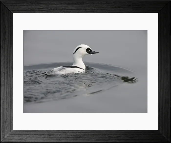 Framed Print : Smew - surfacing from water - Norfolk - UK 007240 Framed Print : Smew - surfacing from water - Norfolk - UK 007240
