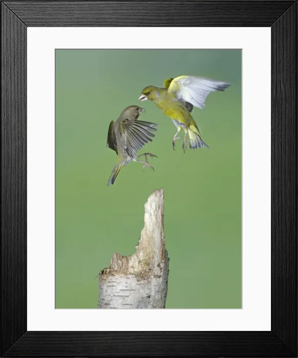 Framed Print : Greenfinches - fighting in flight - Bedfordshire - UK 007245 Framed Print : Greenfinches - fighting in flight - Bedfordshire - UK 007245