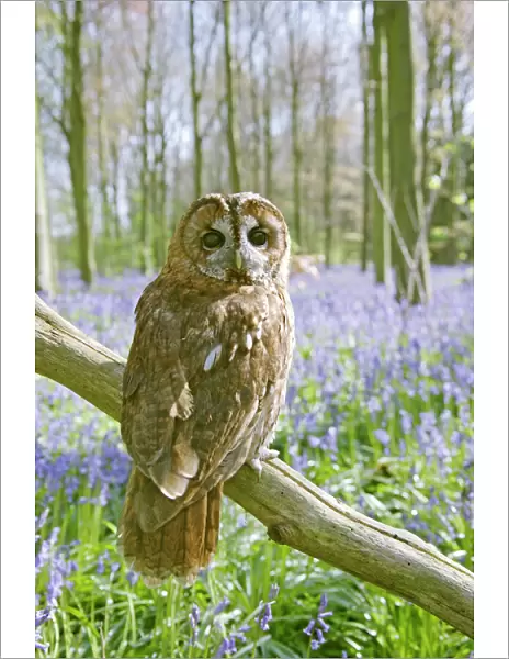 Tawny Owl - in bluebell wood - Bedfordshire - UK 007261