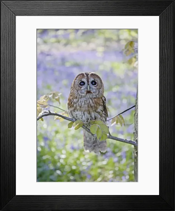 Framed Print : Tawny Owl - in bluebell wood - Bedfordshire - UK 007264