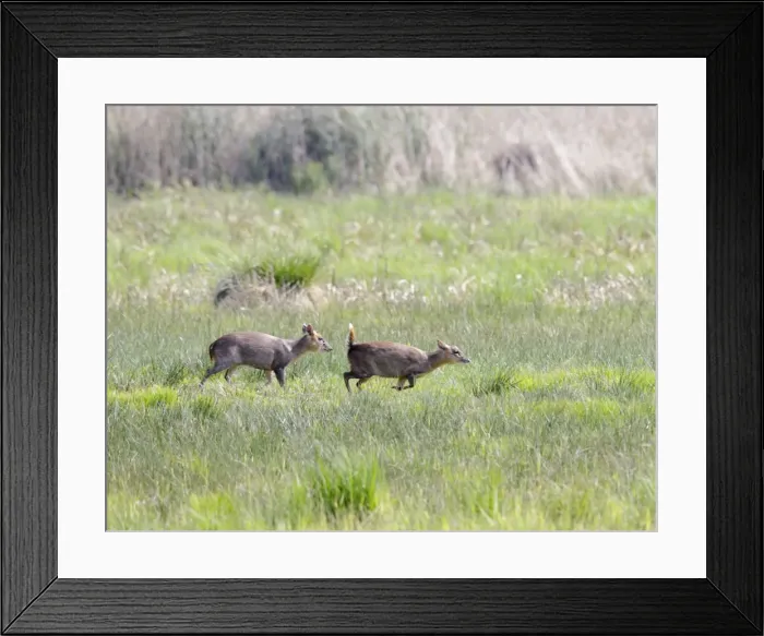 Framed Print : Muntjac / Barking Deer - courtship - Norfolk - UK 007279 Framed Print : Muntjac / Barking Deer - courtship - Norfolk - UK 007279