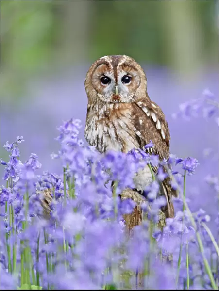 Tawny Owl - on stump in bluebell wood - Bedfordshire - UK 007291