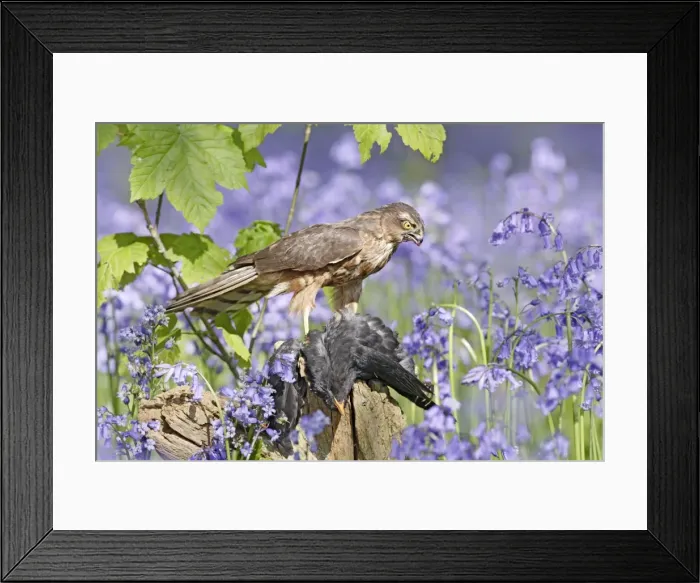 Framed Print : Sparrowhawk - with prey in bluebell wood - Bedfordshire - UK 007314 Framed Print : Sparrowhawk - with prey in bluebell wood - Bedfordshire - UK 007314