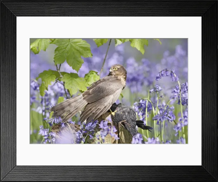 Framed Print : Sparrowhawk - with prey in bluebell wood - Bedfordshire - UK 007321 Framed Print : Sparrowhawk - with prey in bluebell wood - Bedfordshire - UK 007321