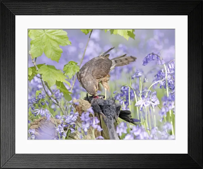 Framed Print : Sparrowhawk - with prey in bluebell wood - Bedfordshire - UK 007327 Framed Print : Sparrowhawk - with prey in bluebell wood - Bedfordshire - UK 007327