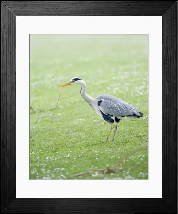 Framed Print : Grey Heron - gathering nest material - Hertfordshire - UK 007392 Framed Print : Grey Heron - gathering nest material - Hertfordshire - UK 007392