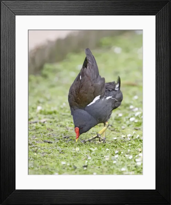 Framed Print : Moorhen - displaying - Hertfordshire - UK 007405 Framed Print : Moorhen - displaying - Hertfordshire - UK 007405