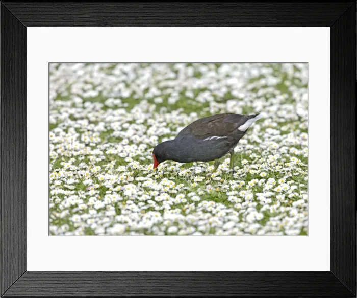 Framed Print : Moorhen - feeding amongst daisies - Hertfordshire - UK 007411 Framed Print : Moorhen - feeding amongst daisies - Hertfordshire - UK 007411