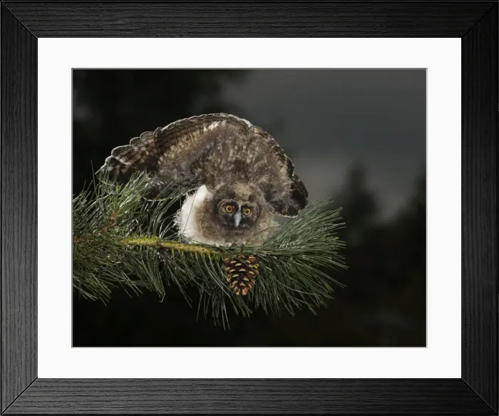 Framed Print : Long Eared Owl - youngster at dusk - threat display - Bedfordshire - UK 007420 Framed Print : Long Eared Owl - youngster at dusk - threat display - Bedfordshire - UK 007420