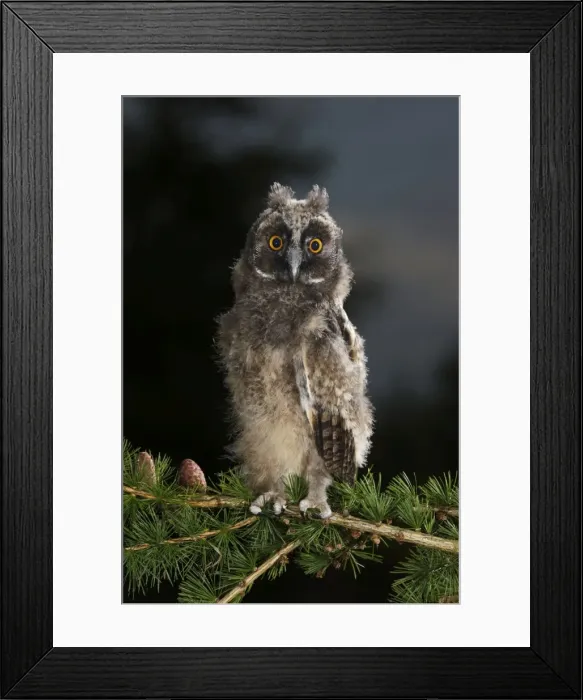 Framed Print : Long Eared Owl - youngster at dusk - Bedfordshire - UK 007433 Framed Print : Long Eared Owl - youngster at dusk - Bedfordshire - UK 007433