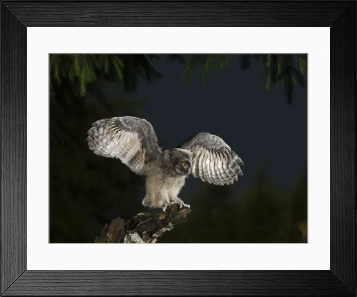 Framed Print : Long Eared Owl - youngster at dusk - wing flapping - Bedfordshire - UK 007438 Framed Print : Long Eared Owl - youngster at dusk - wing flapping - Bedfordshire - UK 007438