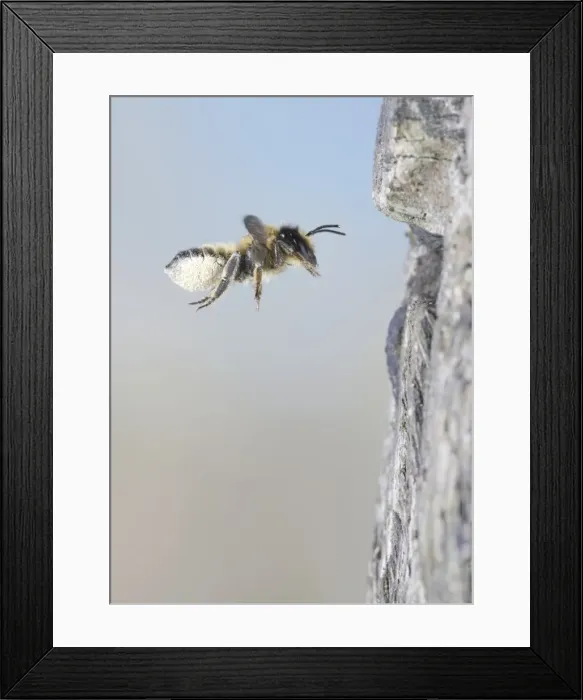 Framed Print : Leaf cutter bee - flying to nest with pollen - Bedfordshire - UK 007450 Framed Print : Leaf cutter bee - flying to nest with pollen - Bedfordshire - UK 007450