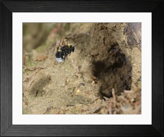 Framed Print : Bumble Bee - flying to nest - Bedfordshire - UK 007451 Framed Print : Bumble Bee - flying to nest - Bedfordshire - UK 007451