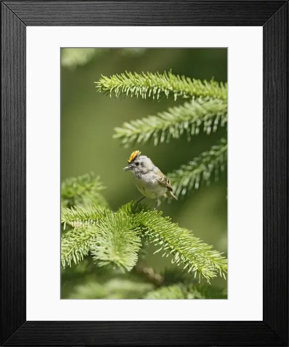 Framed Print : Goldcrest - singing from fir tree - Bedfordshire - UK 007458 Framed Print : Goldcrest - singing from fir tree - Bedfordshire - UK 007458