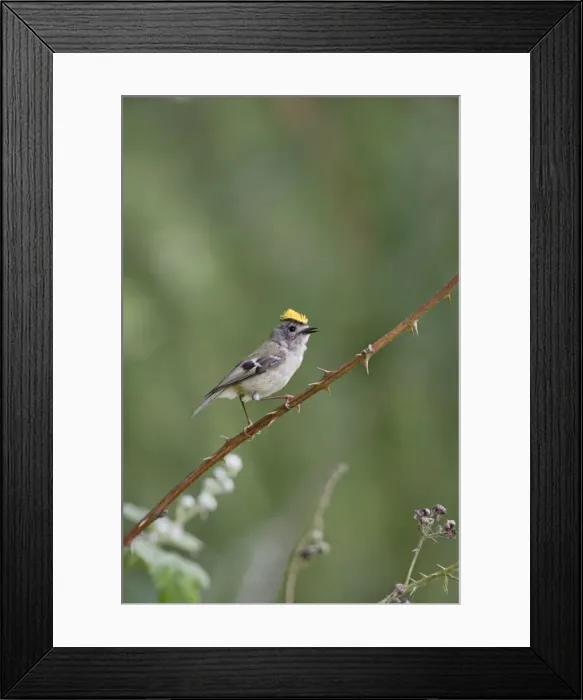 Framed Print : Goldcrest - singing from bramble - Bedfordshire - UK 007459 Framed Print : Goldcrest - singing from bramble - Bedfordshire - UK 007459