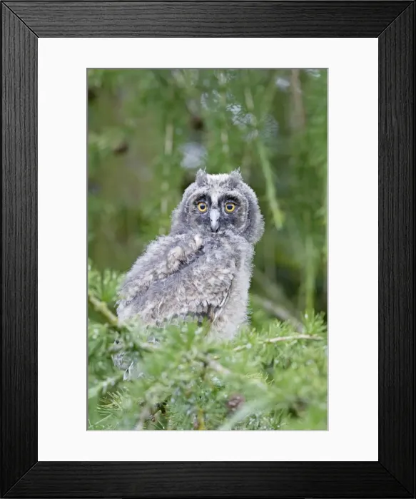 Framed Print : Long Eared Owl - youngster in larch tree - Bedfordshire - UK 007469 Framed Print : Long Eared Owl - youngster in larch tree - Bedfordshire - UK 007469