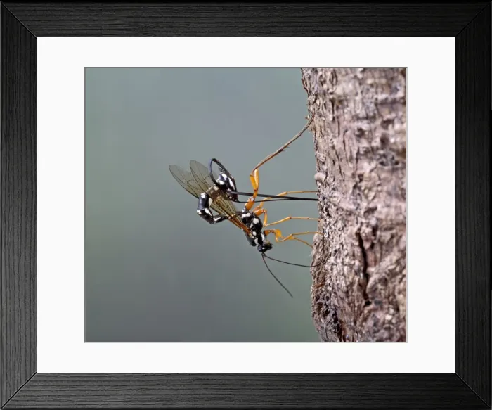 Framed Print : Ichneumon - parasitising wood wasp - Bedfordshire - UK 007477 Framed Print : Ichneumon - parasitising wood wasp - Bedfordshire - UK 007477