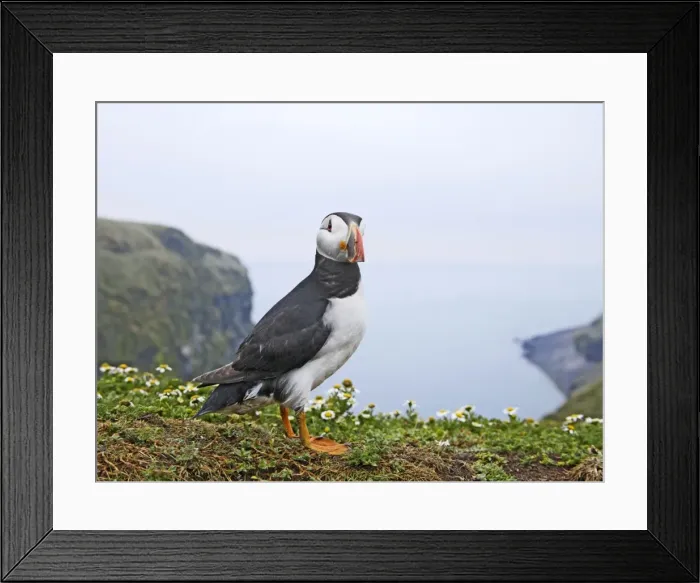 Framed Print : Puffin - near nest burrow - Skomer - UK 007494