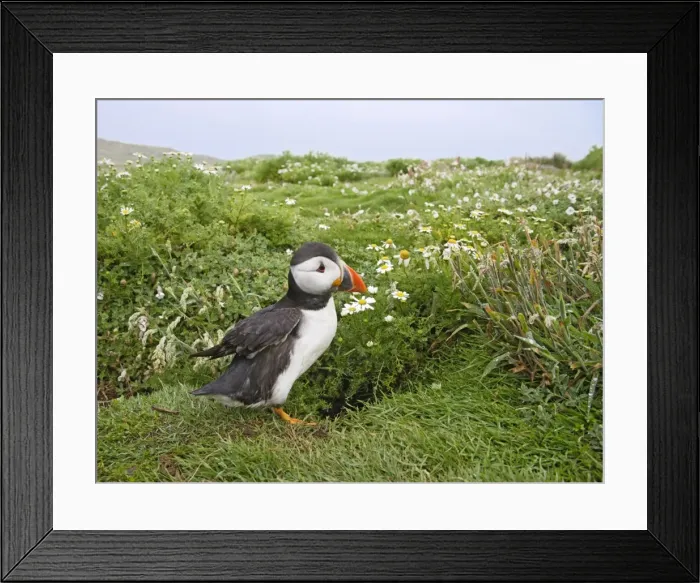 Framed Print : Puffin - near nest burrow - Skomer - UK 007497