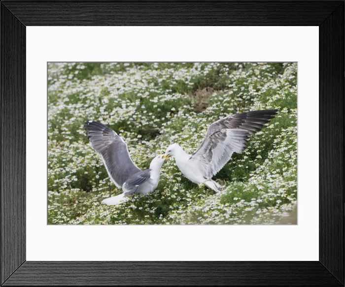 Framed Print : Lesser Black Backed Gull - adult feeding youngster - Skomer - UK Framed Print : Lesser Black Backed Gull - adult feeding youngster - Skomer - UK