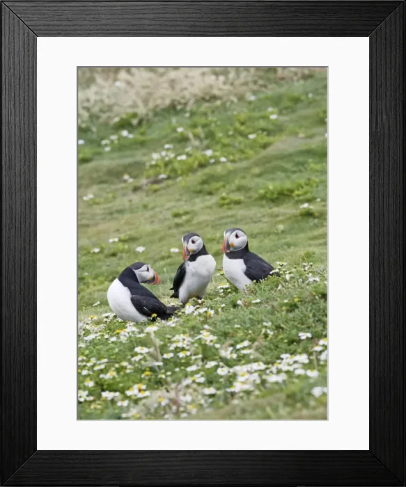 Framed Print : Puffin - group of three on grass - Skomer - UK 007509 Framed Print : Puffin - group of three on grass - Skomer - UK 007509