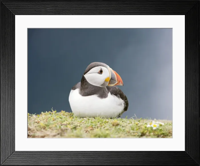 Framed Print : Puffin - sitting on grass ledge - Skomer - UK 007527 Framed Print : Puffin - sitting on grass ledge - Skomer - UK 007527