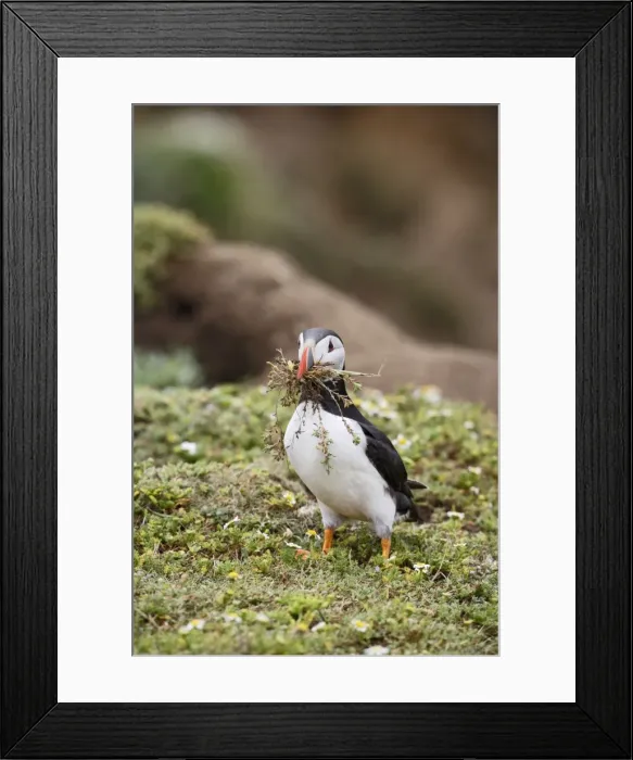 Framed Print : Puffin - with nest material - Skomer - UK 007531 Framed Print : Puffin - with nest material - Skomer - UK 007531