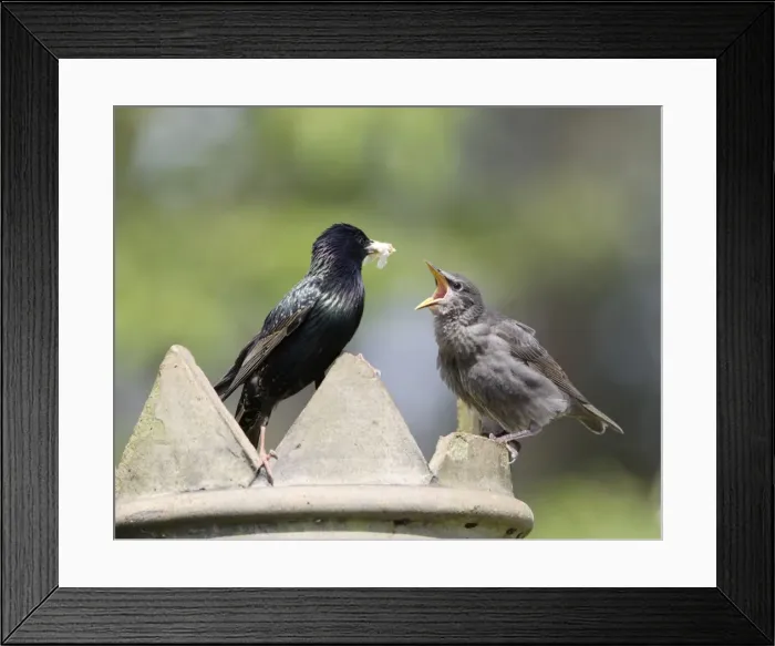 Framed Print : Starling - feeding youngster on chimney - Bedfordshire - UK 007546 Framed Print : Starling - feeding youngster on chimney - Bedfordshire - UK 007546