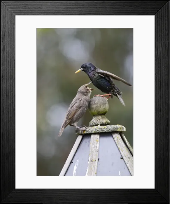 Framed Print : Starling - with youngster on bird table - Bedfordshire - UK 007556 Framed Print : Starling - with youngster on bird table - Bedfordshire - UK 007556