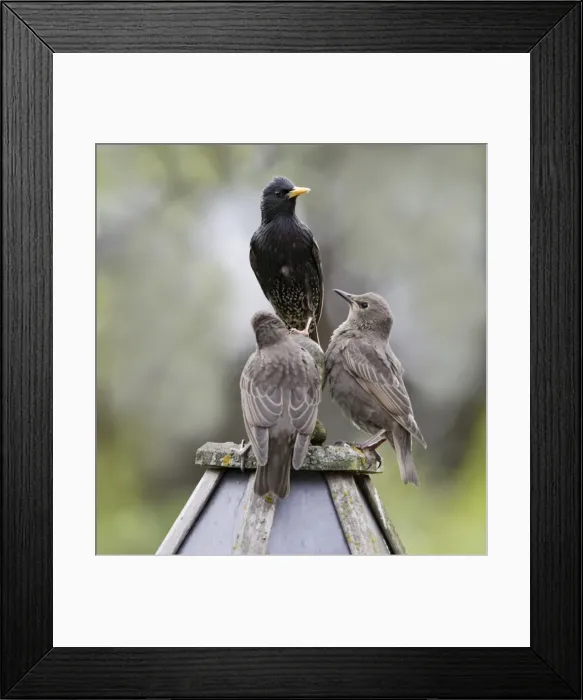 Framed Print : Starling - with youngsters on bird table - Bedfordshire - UK 007558 Framed Print : Starling - with youngsters on bird table - Bedfordshire - UK 007558