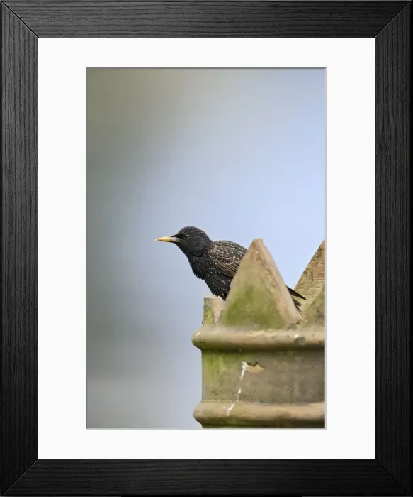 Framed Print : Starling - on chimney - Bedfordshire - UK 007571 Framed Print : Starling - on chimney - Bedfordshire - UK 007571