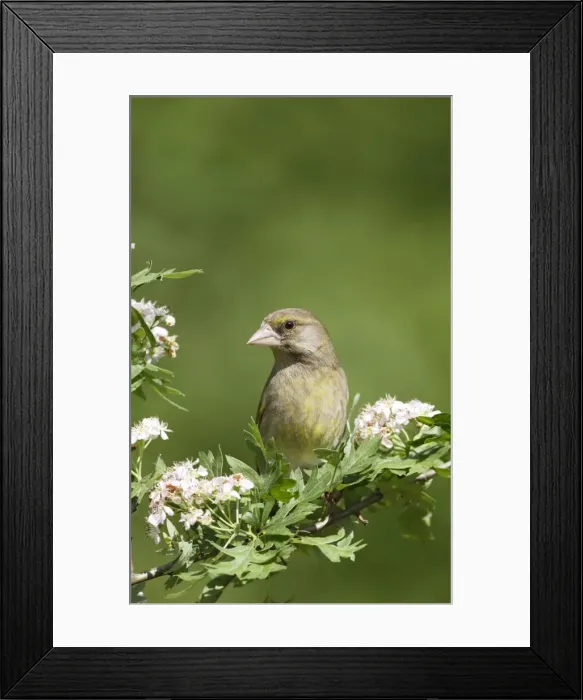 Framed Print : Greenfinch - on hawthorn - Bedfordshire - UK 007573 Framed Print : Greenfinch - on hawthorn - Bedfordshire - UK 007573