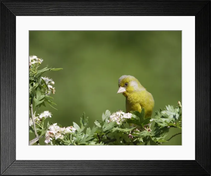 Framed Print : Greenfinch - male on hawthorn - Bedfordshire - UK 007577 Framed Print : Greenfinch - male on hawthorn - Bedfordshire - UK 007577