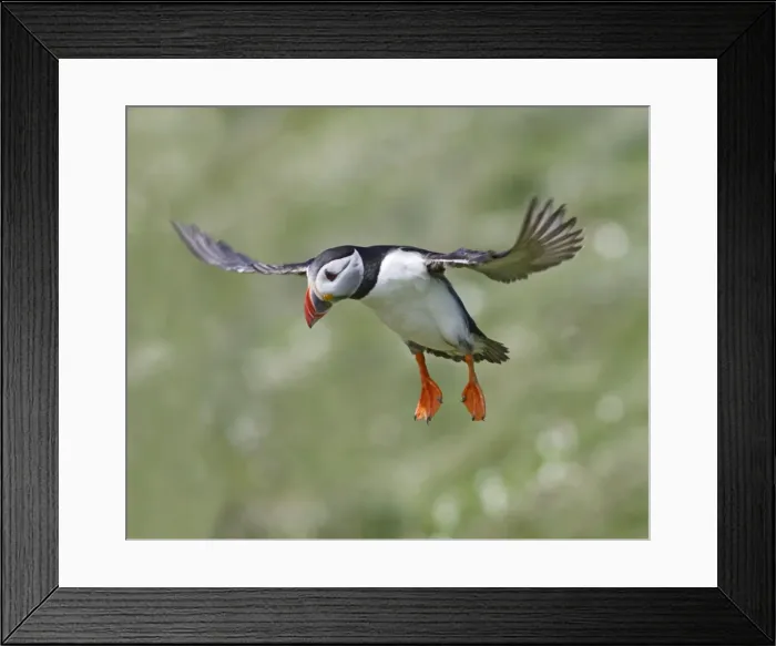 Framed Print : Puffin - in flight - landing - Skomer - UK 007584 Framed Print : Puffin - in flight - landing - Skomer - UK 007584