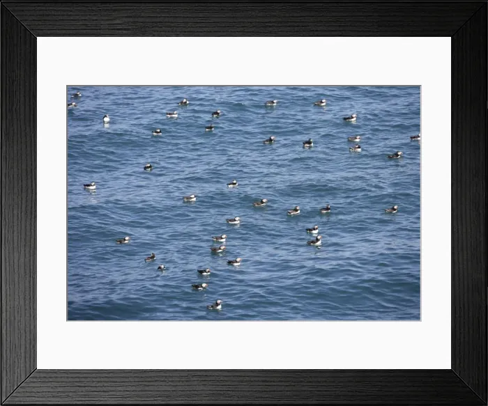 Framed Print : Puffins - group at sea - Skomer - UK 007593 Framed Print : Puffins - group at sea - Skomer - UK 007593