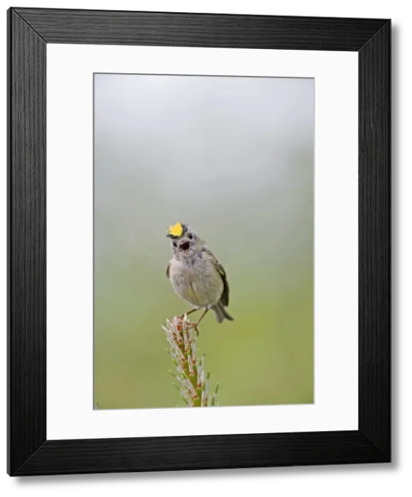 Framed Print : Goldcrest - singing - Bedfordshire - UK 007639 Framed Print : Goldcrest - singing - Bedfordshire - UK 007639