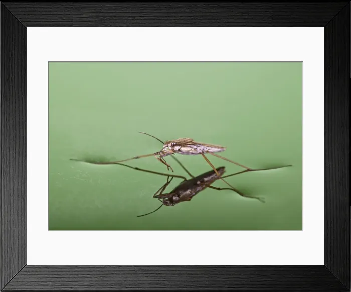 Framed Print : Pond skater - resting on surface of water - Bedfordshire - UK 007645 Framed Print : Pond skater - resting on surface of water - Bedfordshire - UK 007645
