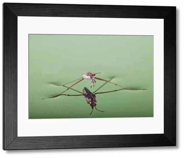 Framed Print : Pond skater - resting on surface of water - Bedfordshire - UK 007649 Framed Print : Pond skater - resting on surface of water - Bedfordshire - UK 007649
