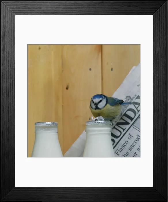 Framed Print : Blue Tit BB 235 On milk bottle © Brian Bevan / ARDEA LONDON Framed Print : Blue Tit BB 235 On milk bottle © Brian Bevan / ARDEA LONDON