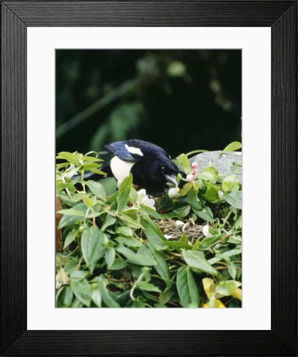 Framed Print : Magpie BB 528 Robbing Blackbird Pica pica © Brian Bevan / ARDEA LONDON Framed Print : Magpie BB 528 Robbing Blackbird Pica pica © Brian Bevan / ARDEA LONDON