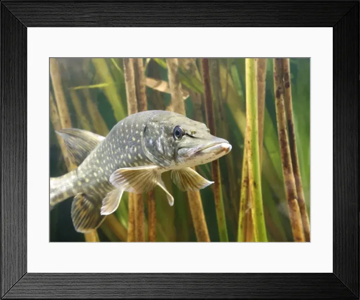 Framed Print : Pike - front view in reeds Bedfordshire UK Framed Print : Pike - front view in reeds Bedfordshire UK